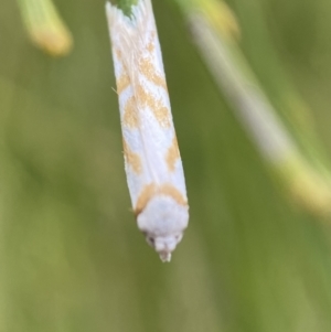 Oxythecta acceptella at Karabar, NSW - 6 Nov 2021