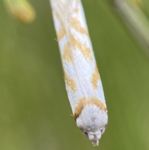 Oxythecta acceptella at Karabar, NSW - 6 Nov 2021 10:00 AM