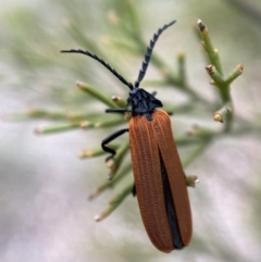 Porrostoma rhipidium (Long-nosed Lycid (Net-winged) beetle) at Mount Jerrabomberra - 5 Nov 2021 by Steve_Bok