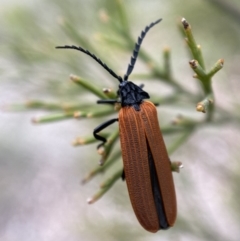 Porrostoma rhipidium (Long-nosed Lycid (Net-winged) beetle) at Karabar, NSW - 6 Nov 2021 by SteveBorkowskis