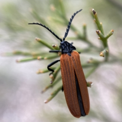 Porrostoma rhipidium (Long-nosed Lycid (Net-winged) beetle) at Mount Jerrabomberra - 5 Nov 2021 by Steve_Bok