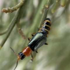 Melyridae (family) (Soft-winged flower beetle) at Karabar, NSW - 5 Nov 2021 by Steve_Bok