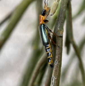 Melyridae (family) at Karabar, NSW - 6 Nov 2021 10:12 AM