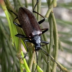 Homotrysis cisteloides (Darkling beetle) at Mount Jerrabomberra - 5 Nov 2021 by Steve_Bok