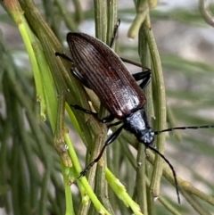 Homotrysis cisteloides at Karabar, NSW - 6 Nov 2021