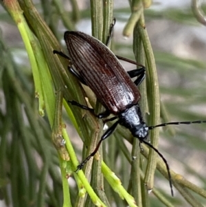 Homotrysis cisteloides at Karabar, NSW - 6 Nov 2021