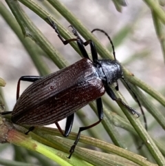 Homotrysis cisteloides at Karabar, NSW - 6 Nov 2021