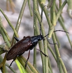 Homotrysis cisteloides at Karabar, NSW - 6 Nov 2021