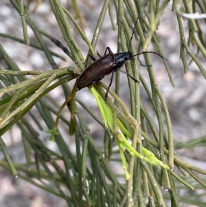 Homotrysis cisteloides at Karabar, NSW - 6 Nov 2021