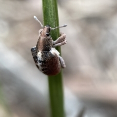 Gonipterus sp. (genus) (Eucalyptus Weevil) at Karabar, NSW - 5 Nov 2021 by Steve_Bok