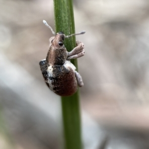 Gonipterus sp. (genus) at Karabar, NSW - 6 Nov 2021