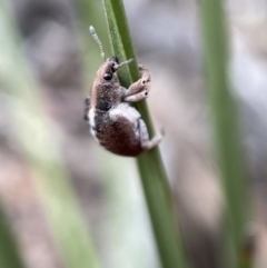 Gonipterus sp. (genus) at Karabar, NSW - 6 Nov 2021