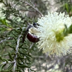 Lasioglossum (Parasphecodes) sp. (genus & subgenus) (Halictid bee) at Murrumbateman, NSW - 2 Nov 2021 by SimoneC