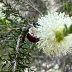 Lasioglossum (Parasphecodes) sp. (genus & subgenus) at Murrumbateman, NSW - 2 Nov 2021