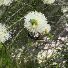 Lasioglossum (Parasphecodes) sp. (genus & subgenus) at Murrumbateman, NSW - 2 Nov 2021 12:44 PM