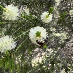 Lasioglossum (Parasphecodes) sp. (genus & subgenus) at Murrumbateman, NSW - 2 Nov 2021