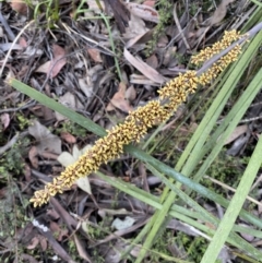 Lomandra longifolia (Spiny-headed Mat-rush, Honey Reed) at Jerrabomberra, NSW - 6 Nov 2021 by Steve_Bok