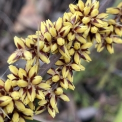 Lomandra longifolia at Jerrabomberra, NSW - 6 Nov 2021