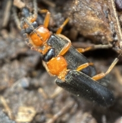 Heteromastix sp. (genus) (Soldier beetle) at Mount Jerrabomberra - 5 Nov 2021 by Steve_Bok