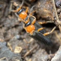 Heteromastix sp. (genus) at Jerrabomberra, NSW - 6 Nov 2021