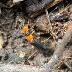 Heteromastix sp. (genus) at Jerrabomberra, NSW - 6 Nov 2021 09:37 AM