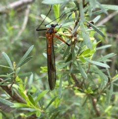 Harpobittacus australis (Hangingfly) at Mount Jerrabomberra - 6 Nov 2021 by Steve_Bok