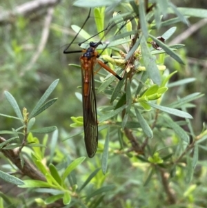 Harpobittacus australis at Jerrabomberra, NSW - 6 Nov 2021