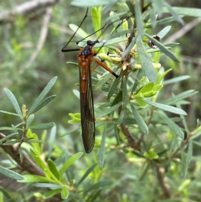 Harpobittacus australis (Hangingfly) at Mount Jerrabomberra - 6 Nov 2021 by Steve_Bok