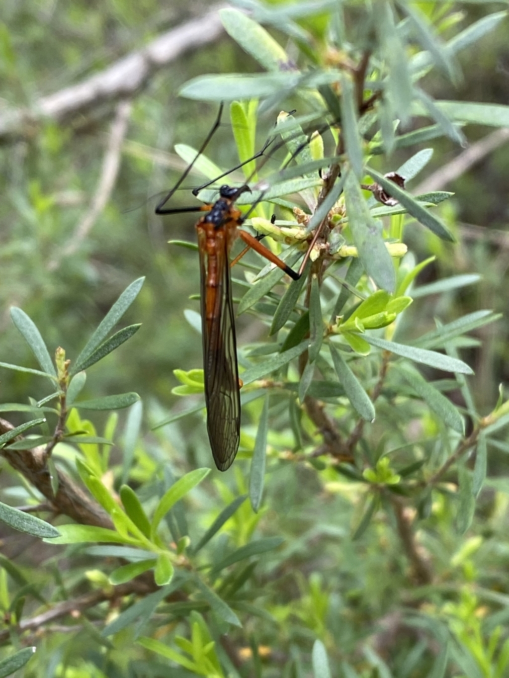 Harpobittacus australis at Jerrabomberra, NSW - 6 Nov 2021