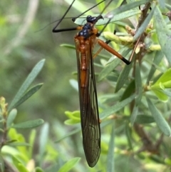 Harpobittacus australis at Jerrabomberra, NSW - 6 Nov 2021 11:34 AM