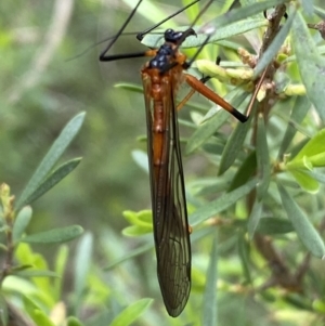 Harpobittacus australis at Jerrabomberra, NSW - 6 Nov 2021