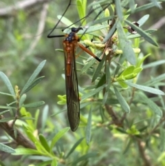 Harpobittacus australis at Jerrabomberra, NSW - 6 Nov 2021 11:34 AM