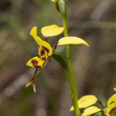 Diuris sulphurea (Tiger Orchid) at Mount Ainslie - 6 Nov 2021 by trevsci