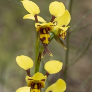 Diuris sulphurea at Hackett, ACT - 6 Nov 2021