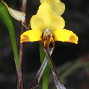 Diuris nigromontana at Bruce, ACT - 26 Oct 2021