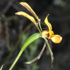 Diuris nigromontana at Bruce, ACT - suppressed