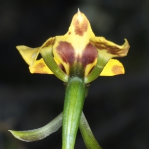 Diuris nigromontana at Bruce, ACT - suppressed