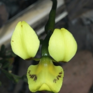 Diuris sulphurea at Bruce, ACT - 26 Oct 2021