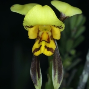 Diuris sulphurea at Bruce, ACT - 26 Oct 2021