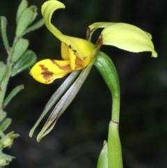 Diuris sulphurea at Bruce, ACT - 26 Oct 2021