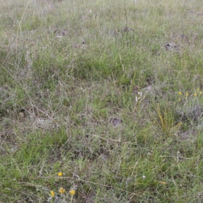 Diuris dendrobioides (Late Mauve Doubletail) at Theodore, ACT - 6 Nov 2021 by jamesjonklaas