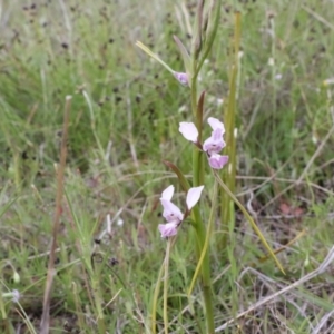 Diuris dendrobioides at suppressed - suppressed