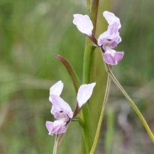 Diuris dendrobioides at suppressed - suppressed