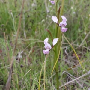 Diuris dendrobioides at suppressed - suppressed