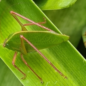 Caedicia simplex at Isaacs, ACT - 6 Nov 2021 10:48 AM