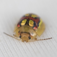 Paropsisterna gloriosa at Hawker, ACT - 6 Nov 2021 04:45 PM