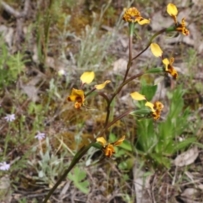 Diuris semilunulata (Late Leopard Orchid) at Royalla, NSW - 6 Nov 2021 by jamesjonklaas