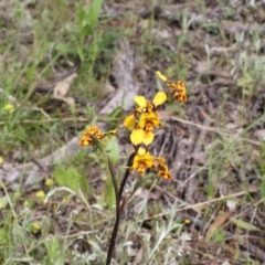 Diuris semilunulata at Royalla, NSW - 6 Nov 2021