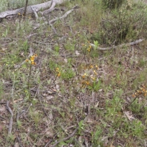 Diuris semilunulata at Royalla, NSW - 6 Nov 2021