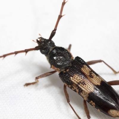 Phoracantha semipunctata (Common Eucalypt Longicorn) at Hawker, ACT - 6 Nov 2021 by AlisonMilton